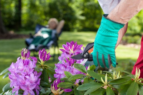 Healthy tree maintenance