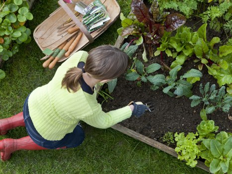 Soil preparation and fertilization in a Tooting garden bed
