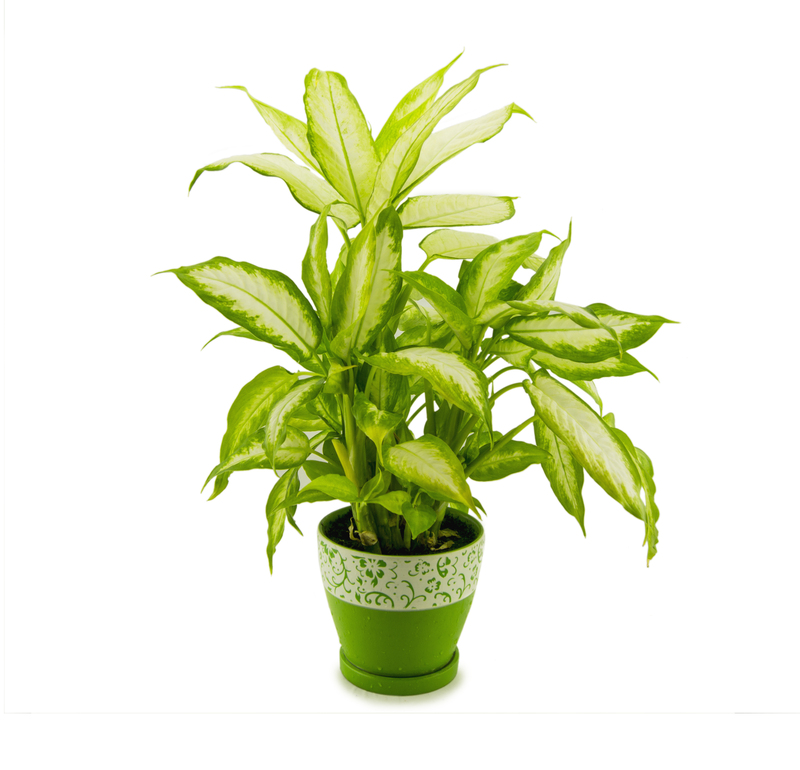 Craft Your Own Backyard Secret Garden With the Top Tall-Potted Plants for Privacy