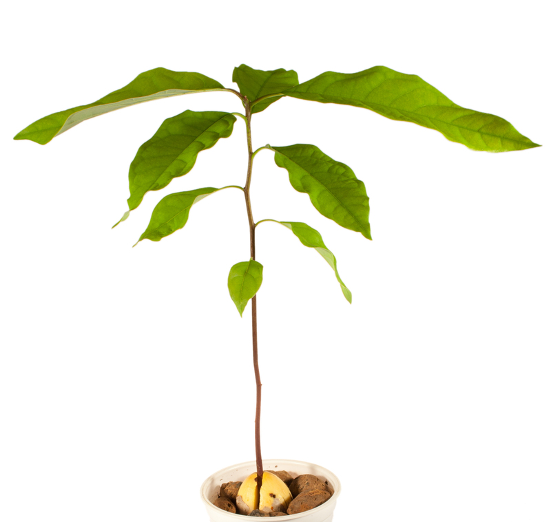 Craft Your Own Backyard Secret Garden With the Top Tall-Potted Plants for Privacy